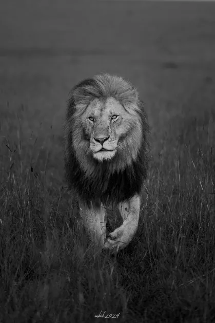 Photograph by member